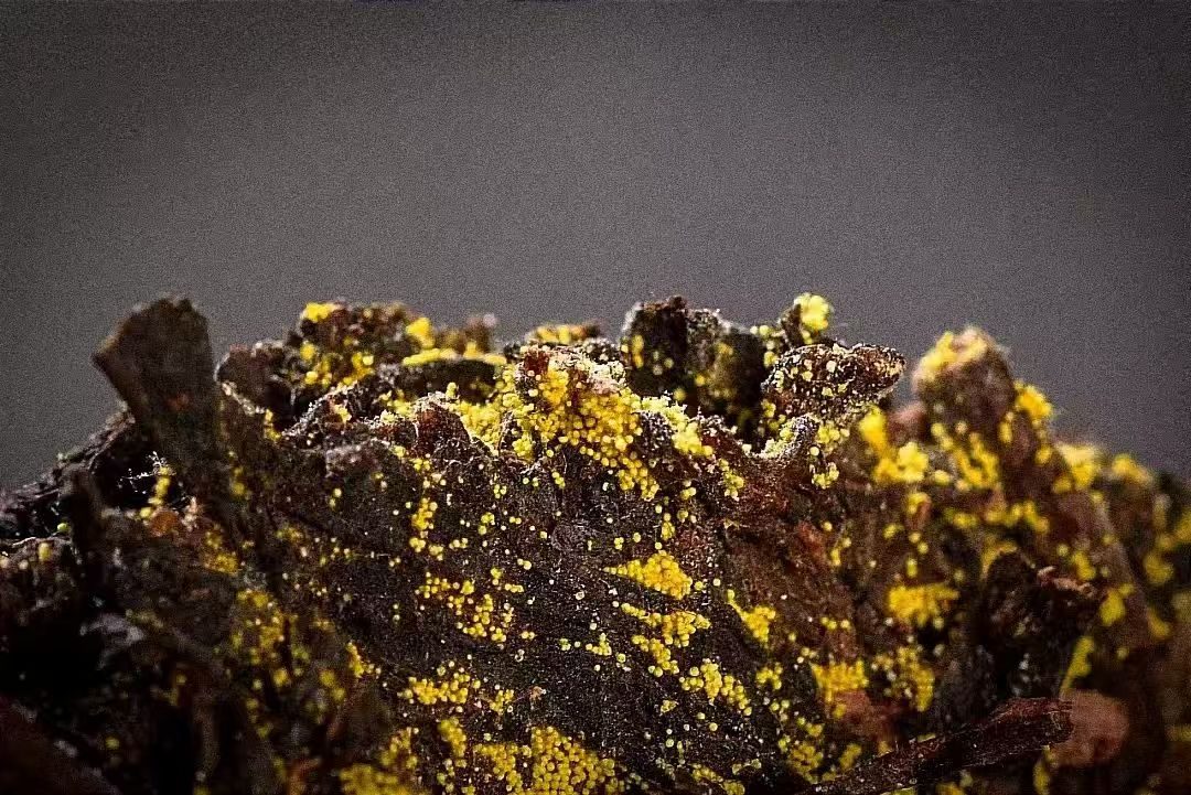 Ultra High Density Golden Flower Eurotium Cristatum Real Macro Close-up - 880000 CFU Per Gram